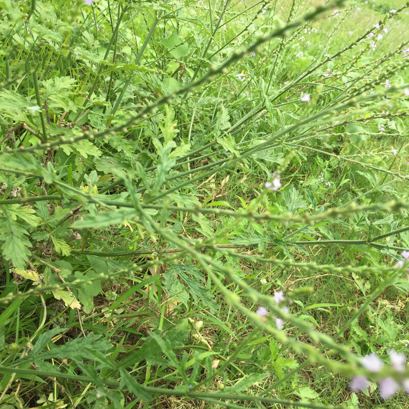 马鞭草 新鲜铁马鞭草 马鞭草中草药 马边草铁马莲 500g【图片 价格