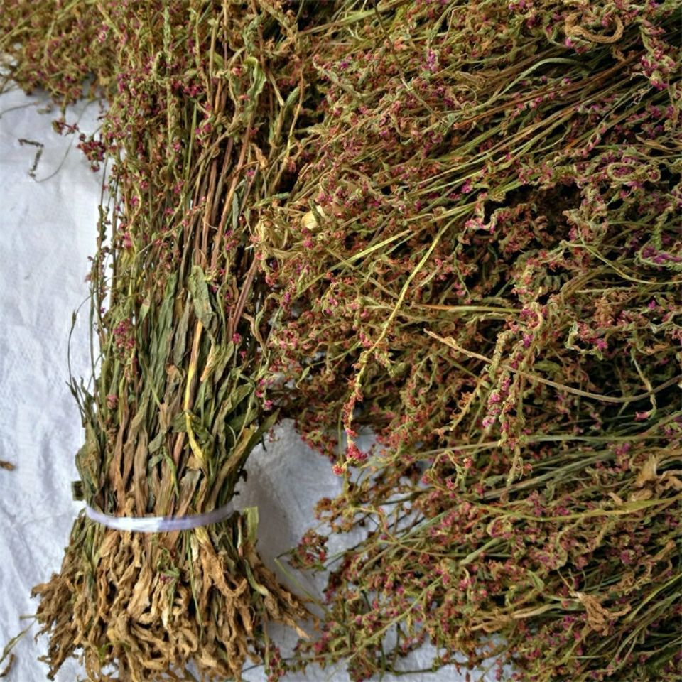 官方旗舰官方旗舰贵州省盘龙参龙抱柱镰刀草海珠草龙盘旋鲤鱼草飞龙