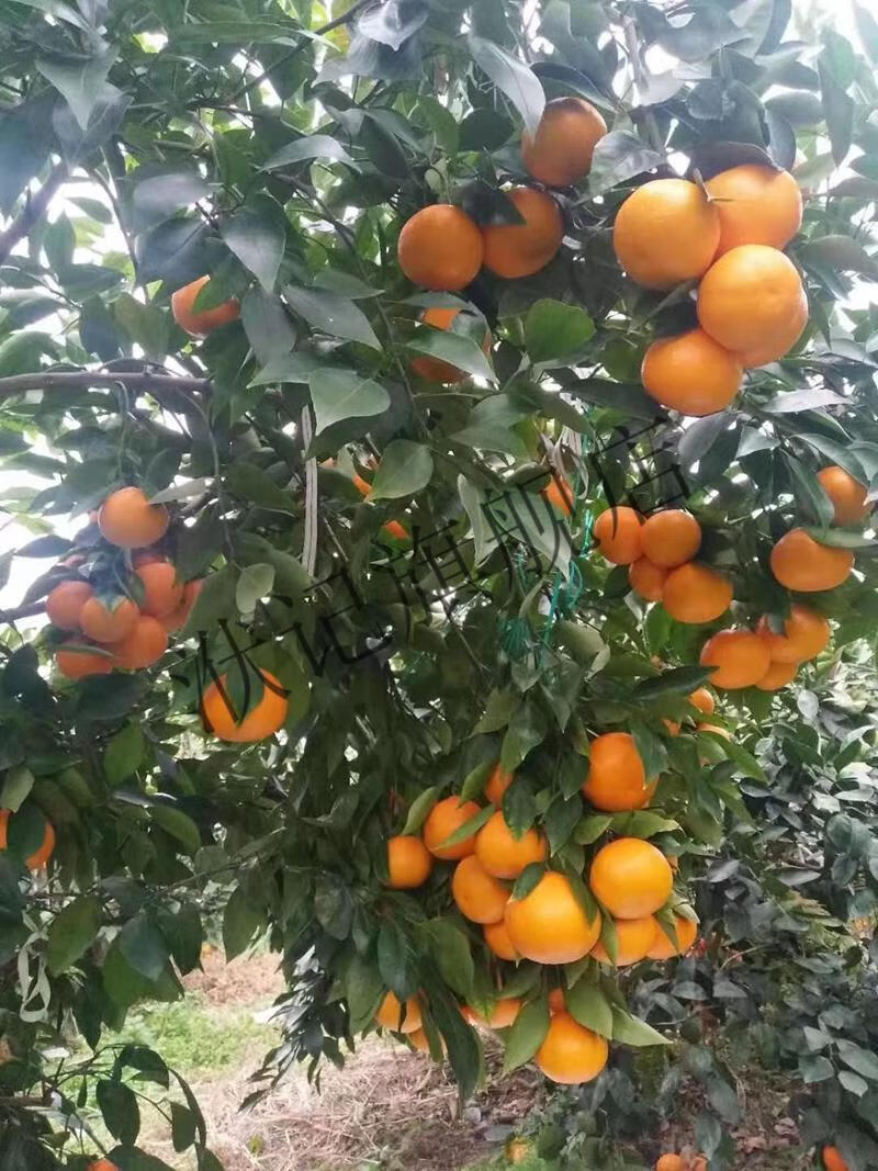 新品种爱媛68号黄美人树苗红美人柑橘苗高糖晚熟杂交橘子树苗果苗【京