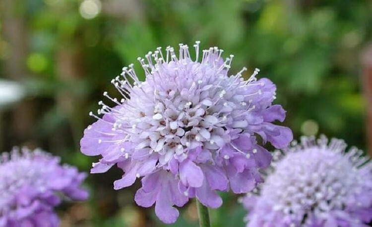 紫盆花蓝盆花轮峰菊山萝卜阳台花种子室外室内四季盆栽花卉种子蓝盆花