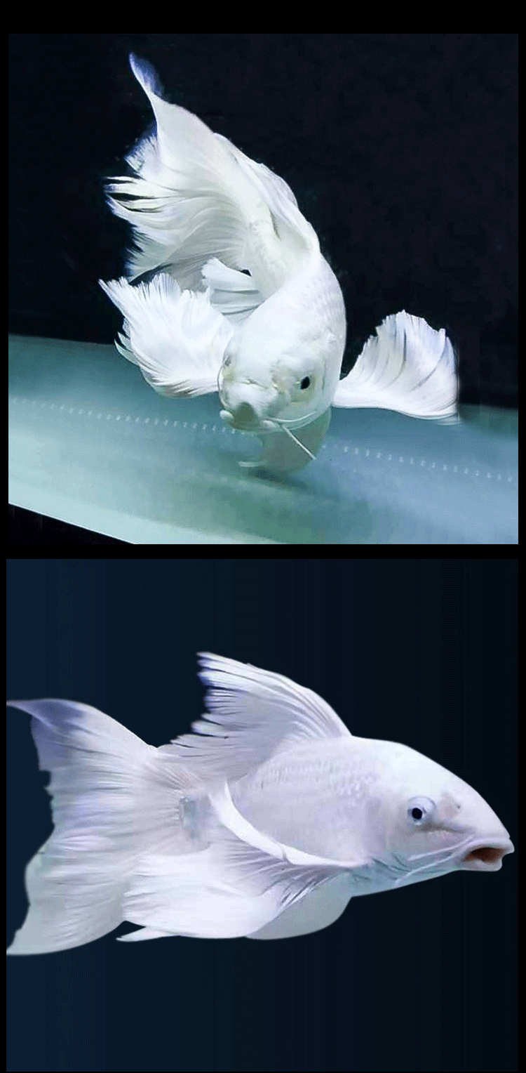 球体冷水观赏鱼淡水活体鱼苗长尾鲤鱼纯种锦鲤赛级球体蝴蝶鲤56cm1只