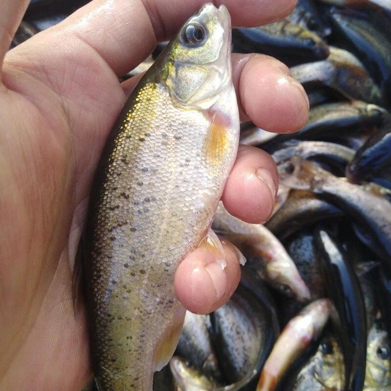 lism黑龙江特产淡水鱼野生鲜活柳根鱼红赤子小杂鱼3斤大号野生柳根鱼