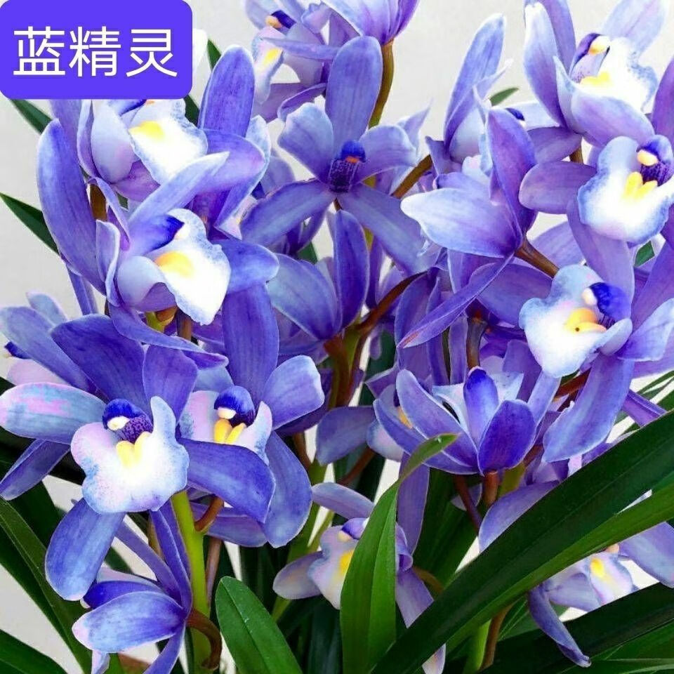 蓝色妖姬花苗兰花【蓝色妖姬】四季开花宽叶浓香型盆栽室内兰花卉绿植