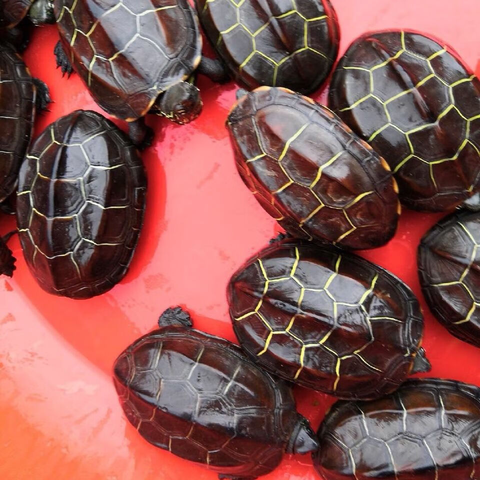 苏北金线草龟乌龟活体外塘长寿龟宠物水龟观赏龟情侣龟草龟苗精品苏北