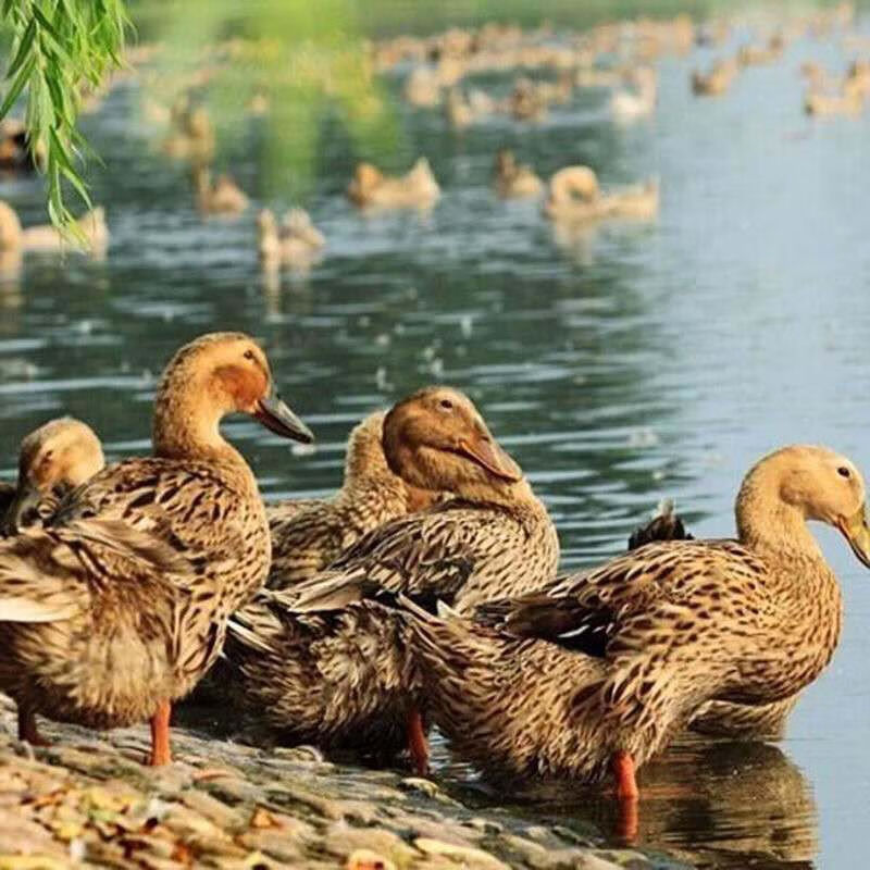 3年456斤左右农村散养老鸭鸭土鸭草鸭老鸭子活鸭现杀鸭笨鸭鸭子五年老