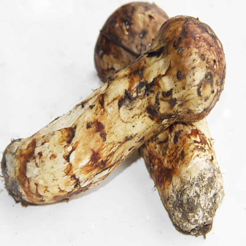 【出口l级】新鲜松茸 松茸云南特产香格里拉松茸菌出口级500g 褐色