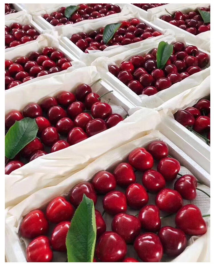 顺丰空运大连樱桃国产车厘子美早大樱桃生鲜时令新鲜水果脆甜特级果