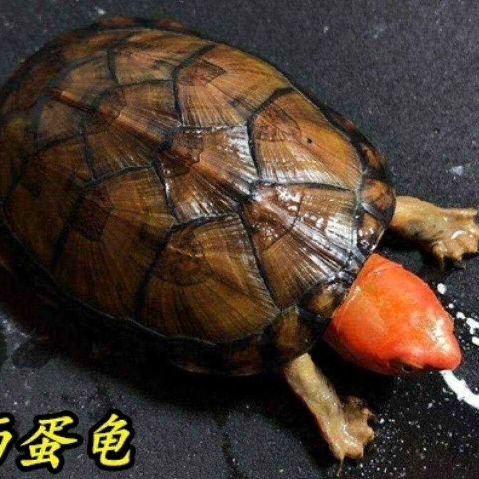 荣郁 红面蛋龟活体国产红面苗子成体深水观赏宠物易养互动红面蛋龟 8