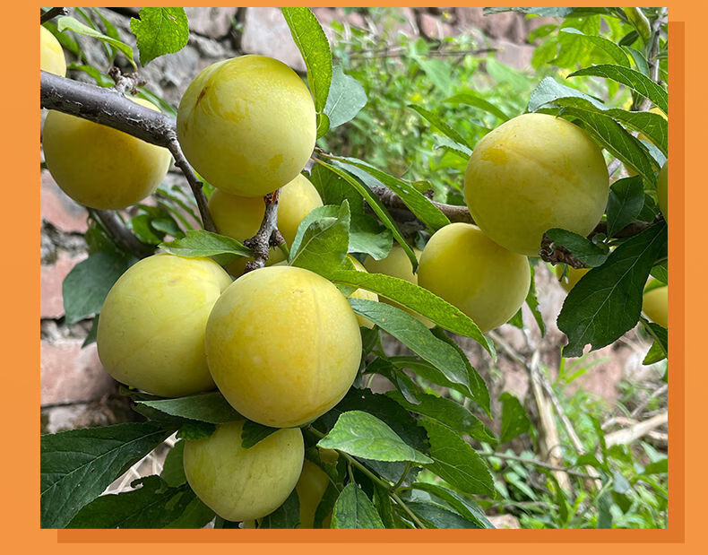 玉皇李 现摘爆甜李子黄金奈李蜂密李 黄布林李新鲜孕妇水果现摘现发 3