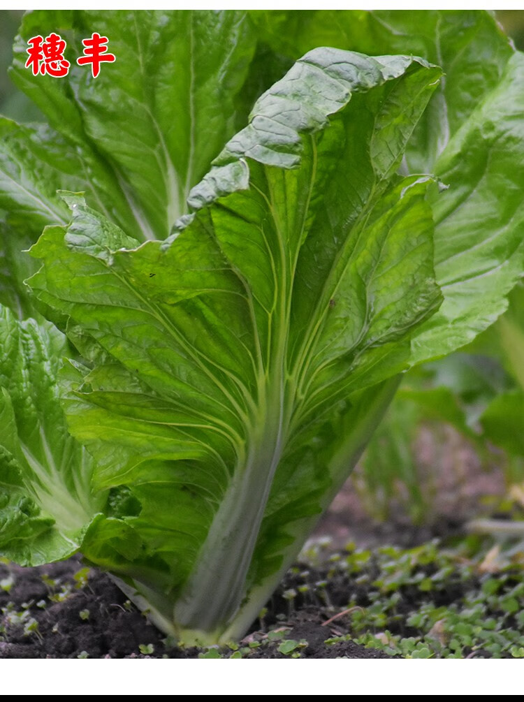 大种扁哈甜芥菜种子大肉甜芥菜种子春秋农家菜园高产芥菜蔬菜种子 宽