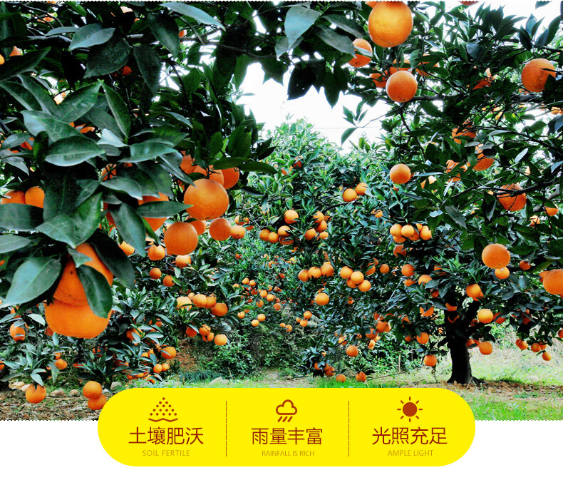 四川爱媛38号果冻橙橙子手剥橙当季新鲜水果10斤大果装