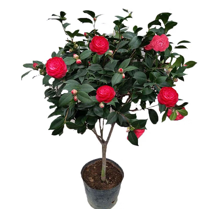 山茶花盆栽带花苞五色赤丹茶花花卉室内绿植花卉编织筐1米2左右可拍实