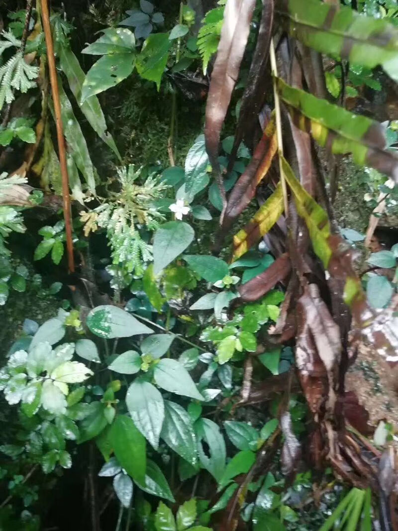 【精品好物】福建野生新鲜风鼓草风柜斗草风谷草野生风骨草鲜品干品