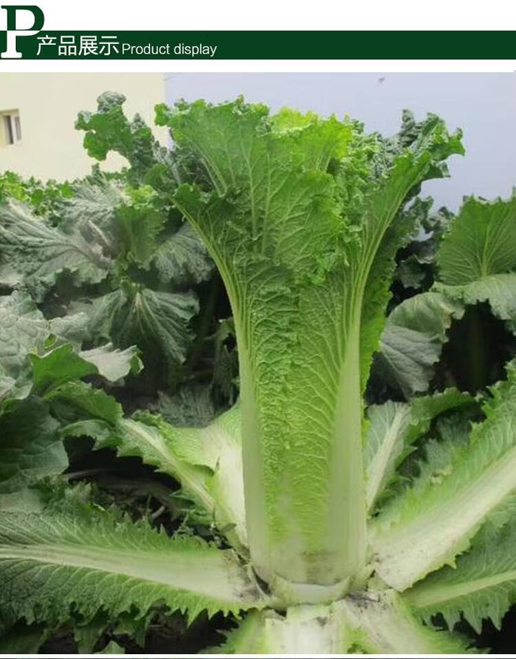 天津青麻叶大白菜种子高产抗病秋天秋季冬季青口白菜种籽蔬菜种孑 青