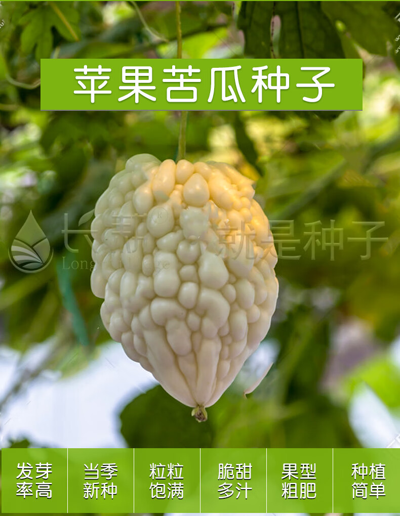 长耕台湾新品苹果苦瓜种子瓜类种籽苗春四季蔬菜特大孑菜种子蔬菜种子