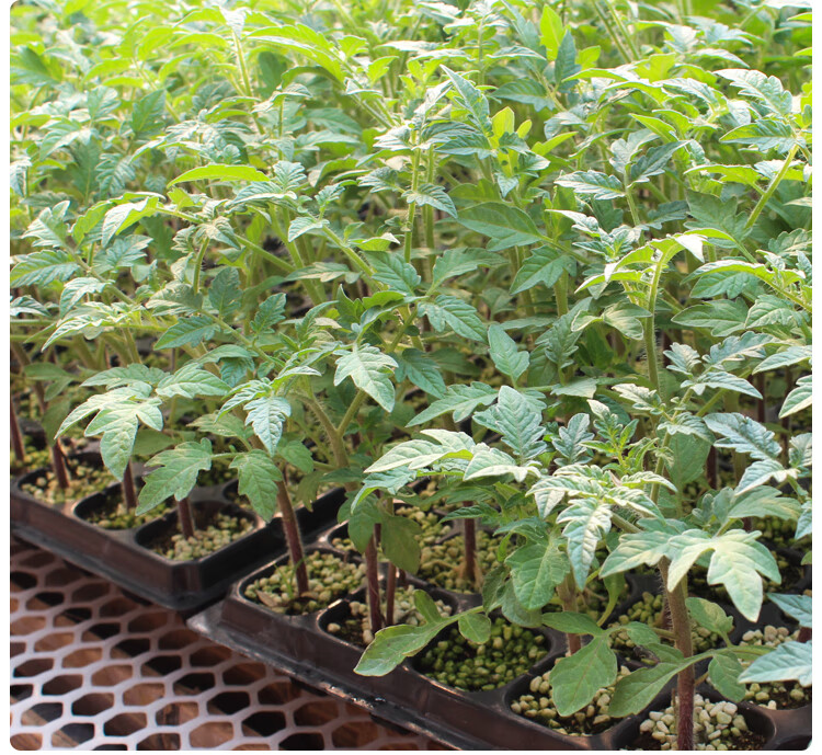普罗旺斯番茄种子苗大粉果西红柿种籽进口早春秋延越冬四季蔬菜孑
