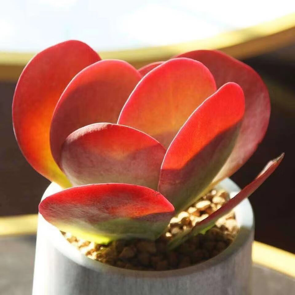 络咚棠轻奢唐印多肉大唐颜色红老桩旱室内阳台办公室露养花卉盆栽抖音