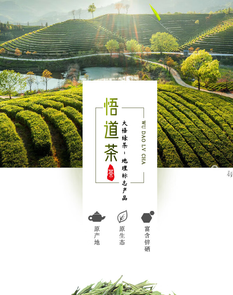 凯偲洽 大别山悟道茶 2021年新茶 悟道 亮剑珍品 明前高山 绿茶 大悟