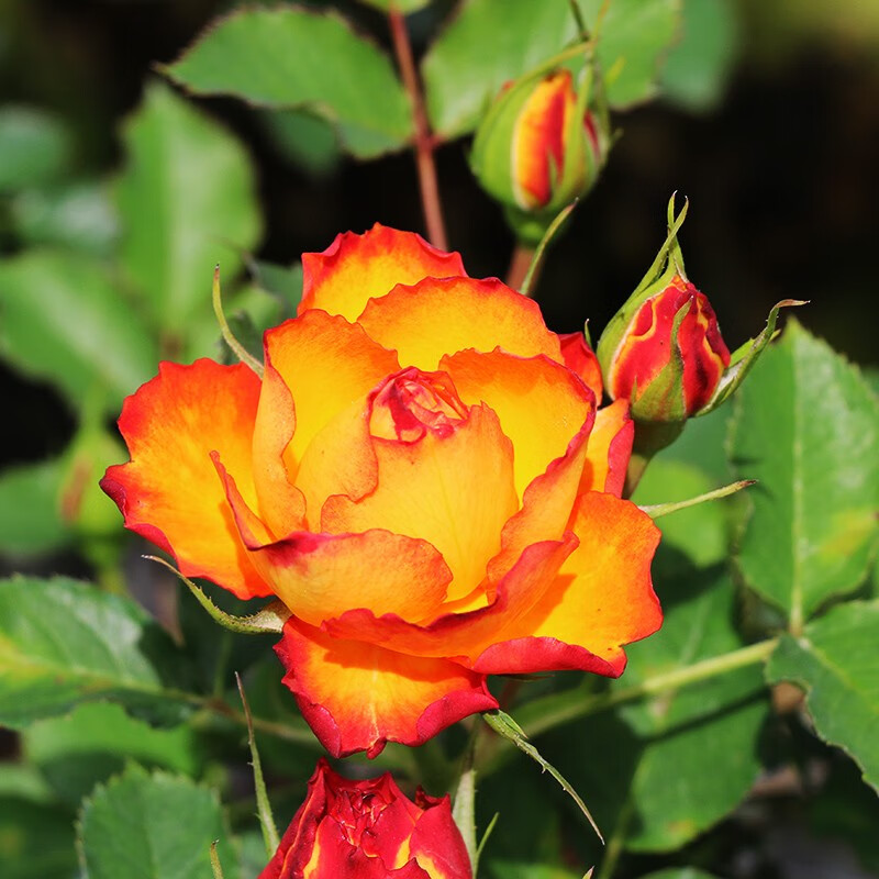 欧洲灌木月季花苗 橘红火焰阳台盆栽庭院地载植物玫瑰花苗开花浓香