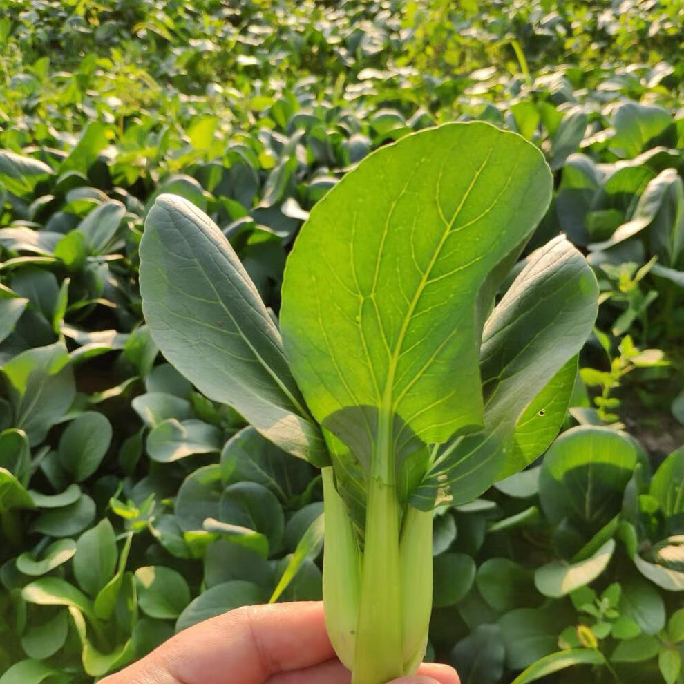 产地直发新鲜蔬菜小青菜黄心菜青油麦菜青菜菜心绿叶菜新鲜小青菜5斤