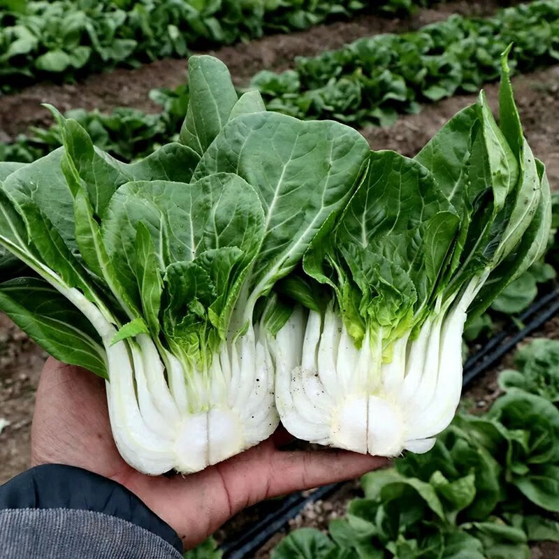 赤卉矮脚奶白菜种子四季小白菜奶油白菜阳台蔬菜四季菜种子蔬菜种子