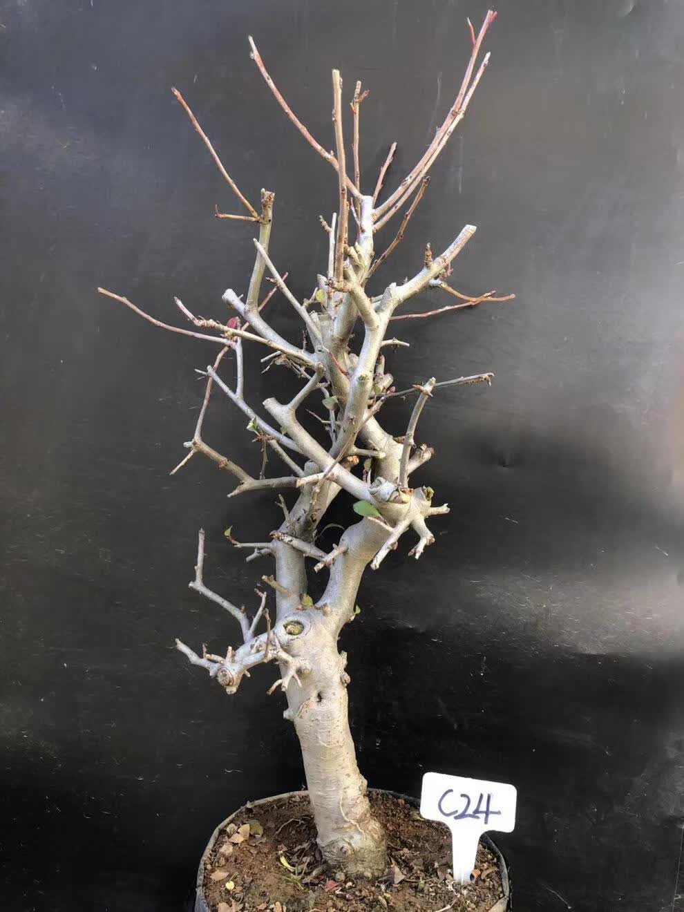 垂丝海棠植物室内好养植物老桩花卉树苗盆栽海棠盆景花卉盆栽红色 8年