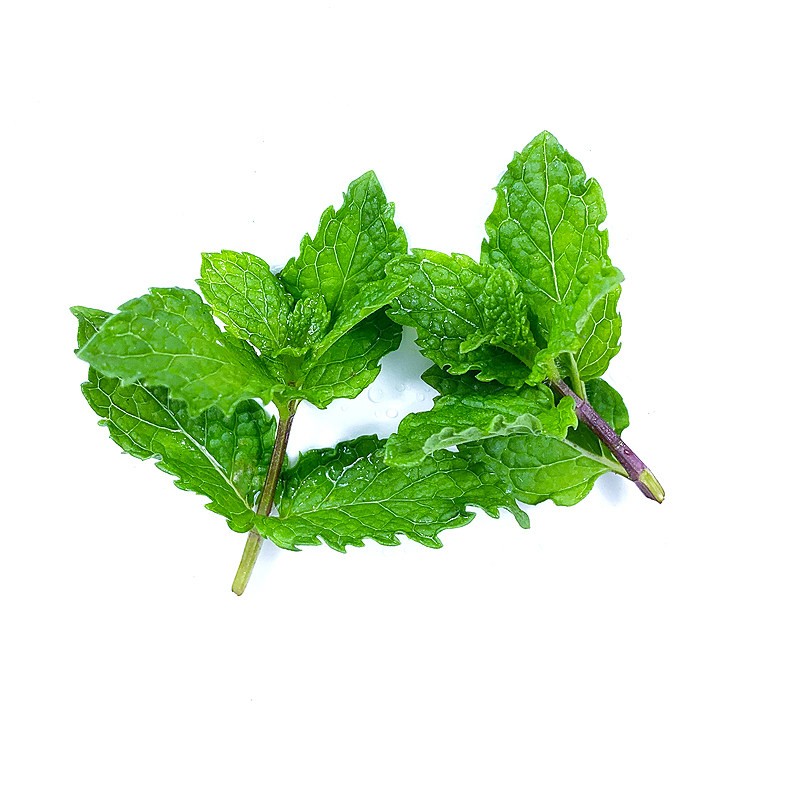 真果沁速发新鲜薄荷叶食用薄荷烘焙调酒茶饮装饰香料留兰香薄荷大盆栽