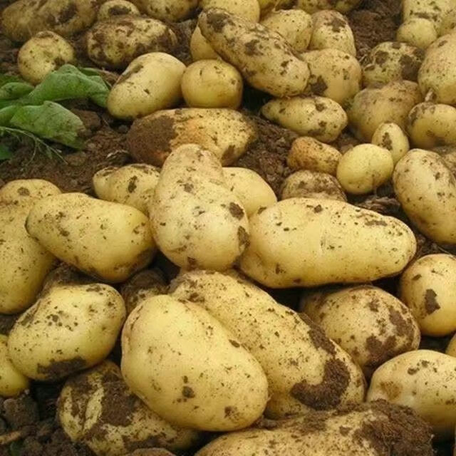 贵州特产威宁黄心洋芋高山土豆马铃薯当季新鲜农家自种精选大果 土豆5