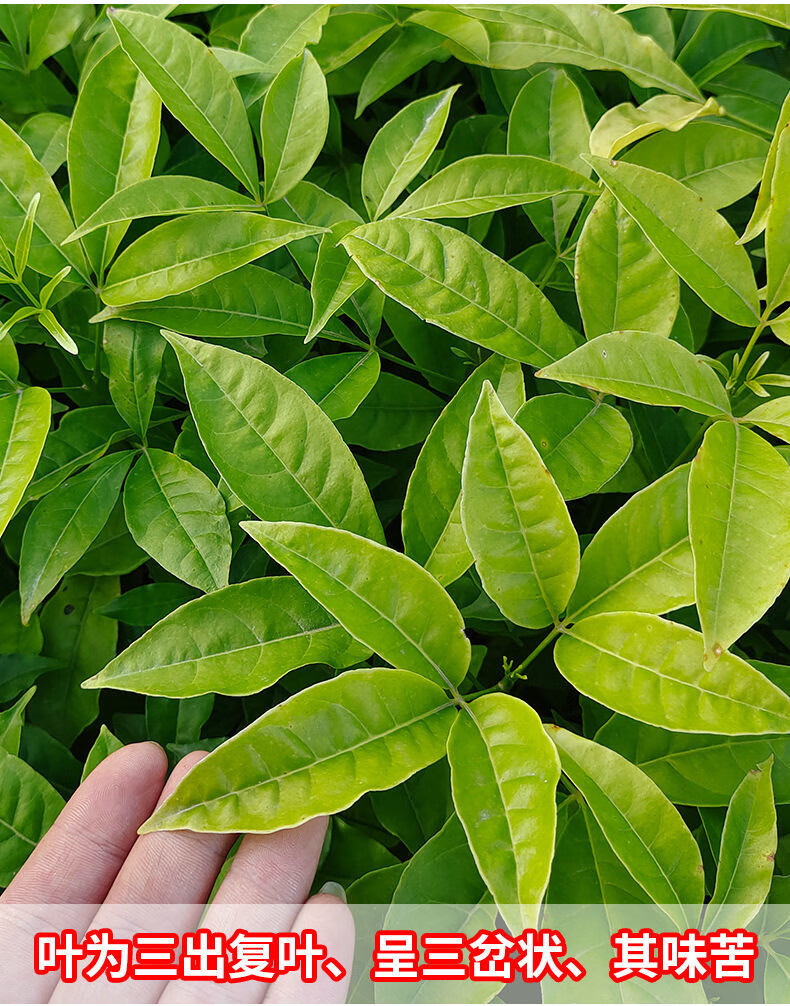 三叉苦树苗三桠苦正宗三丫苦药材种子苗落叶鸡骨树带