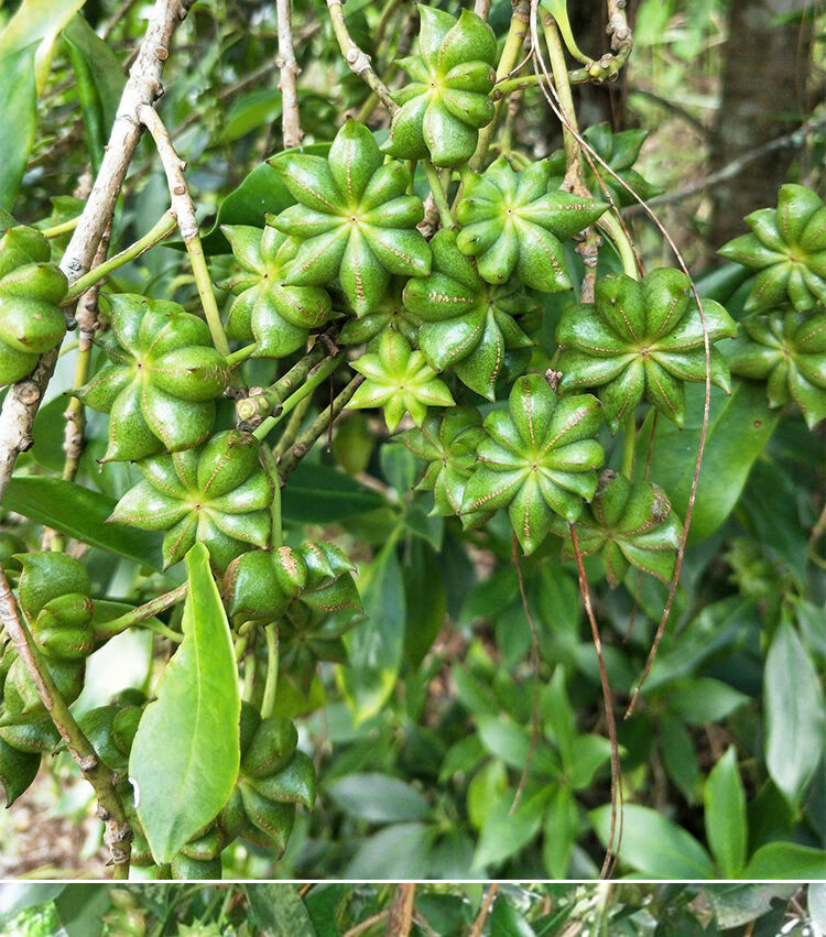顾致 广西高产八角矮化嫁接苗大红八角树苗杯苗大料大茴香苗【京闪