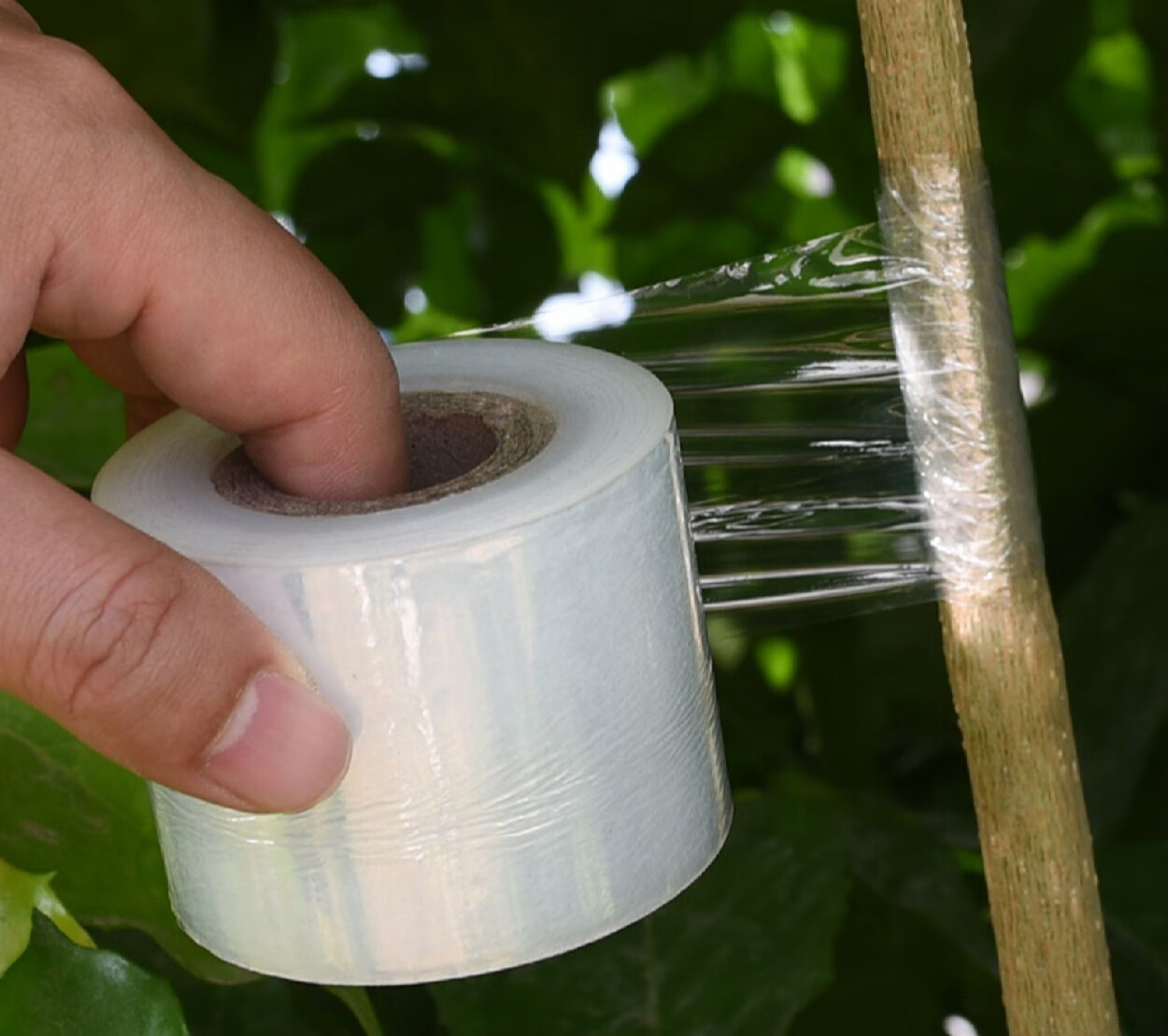 嫁接膜专用膜pe无需打结薄膜自粘式园林果树嫁接胶带包扎带缠绕膜 弯