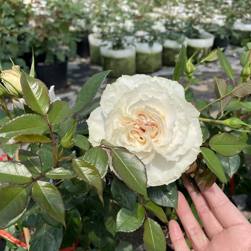 瑰玮欧月新品月季歌剧皇后大花浓香奶油色开花实物拍摄 歌剧皇后 中苗