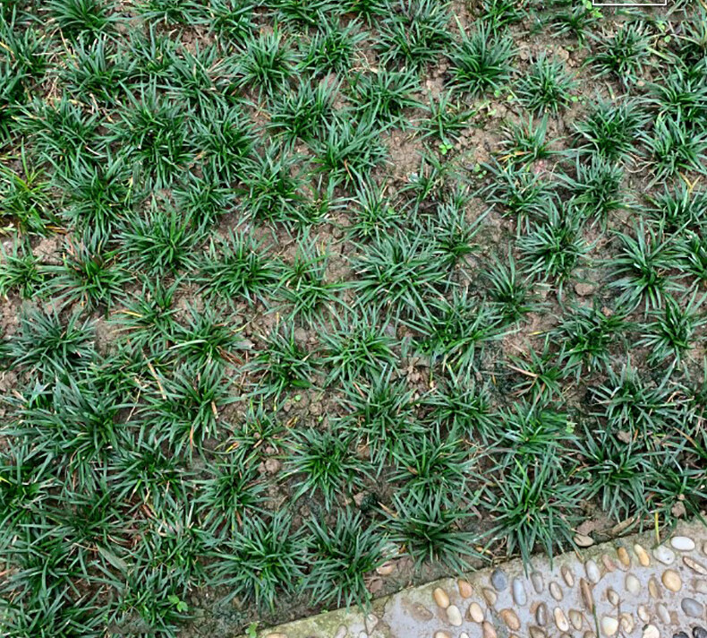庭院耐阴地被植物冬季耐寒四季常青矮生麦冬草坪矮麦冬玉龙草1斤净草