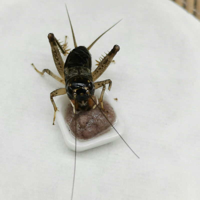 新型蝈蝈饲料 鲁秋鸣鸣虫饲料粮食 蟋蟀蛐蛐蝈蝈油葫芦黑虫蛉虫 用品
