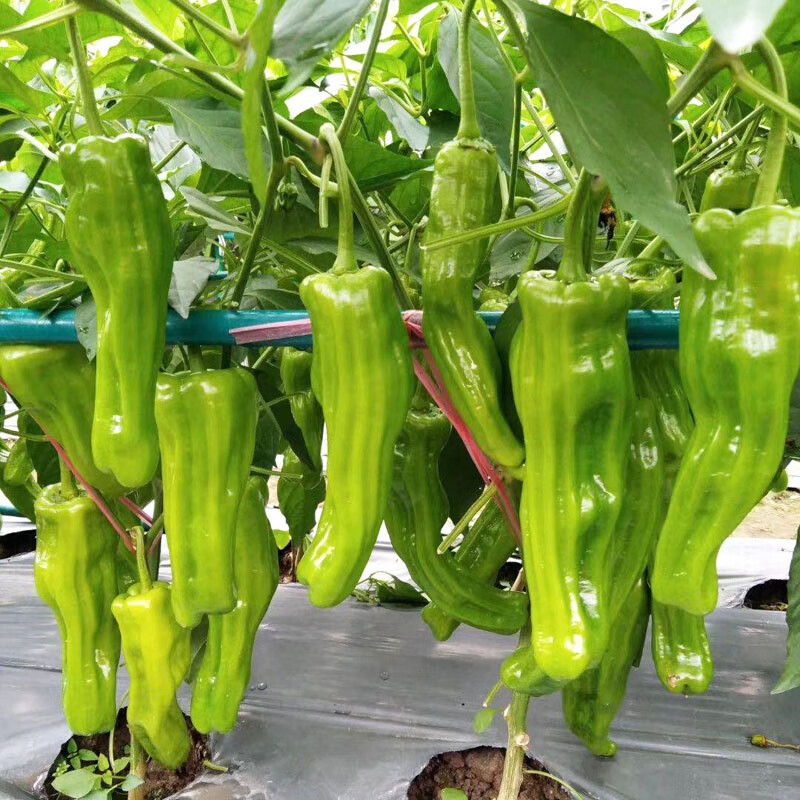 薄皮青辣椒种子早熟高产大果虎皮青椒泡椒种籽耐低温春秋季蔬菜孑萧新