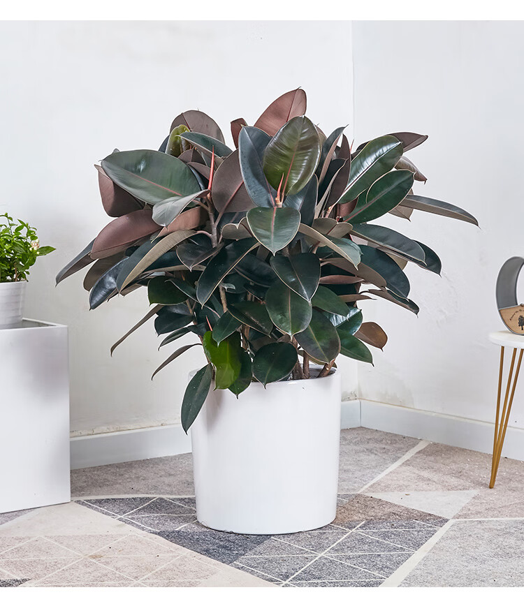 橡胶榕盆栽黑叶橡皮树盆景大叶办公室内外家居净化空气绿植蓝丽雅独杆