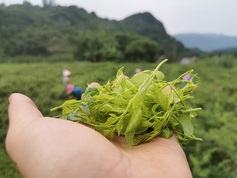 永顺莓茶养生湘西土家特产龙须特级野生嫩芽尖春河坝溪张