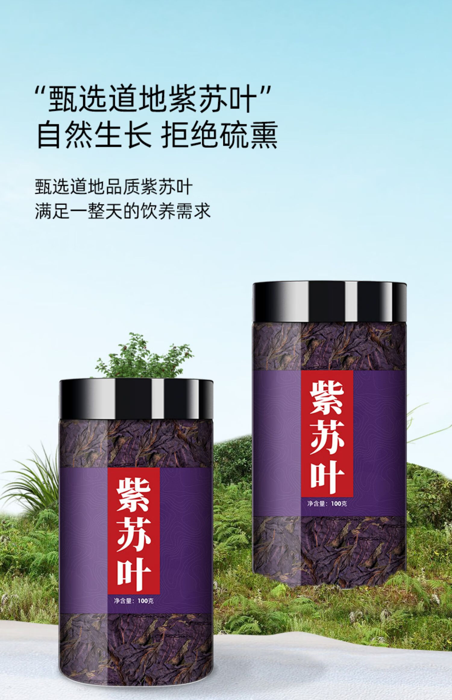 同仁堂同仁堂紫苏叶泡水喝新鲜食用干泡茶苏子叶中药材泡脚泡澡非紫苏