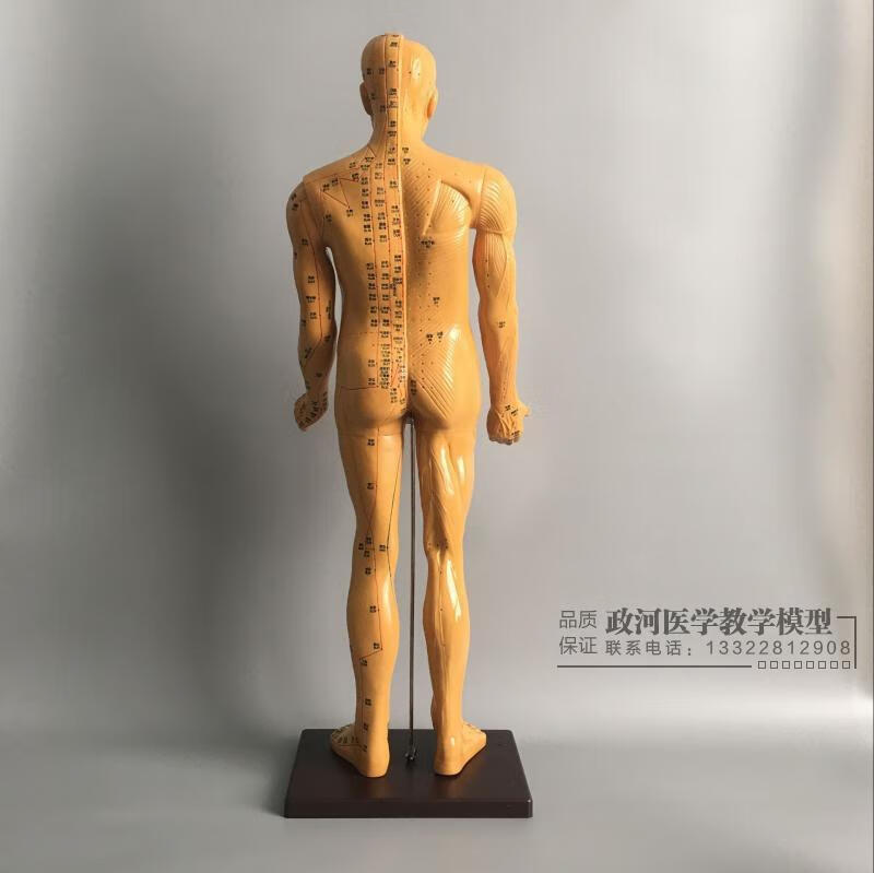 适用于超清晰经络男女人体模型人体经络模型中医铜人针灸穴位模型85cm