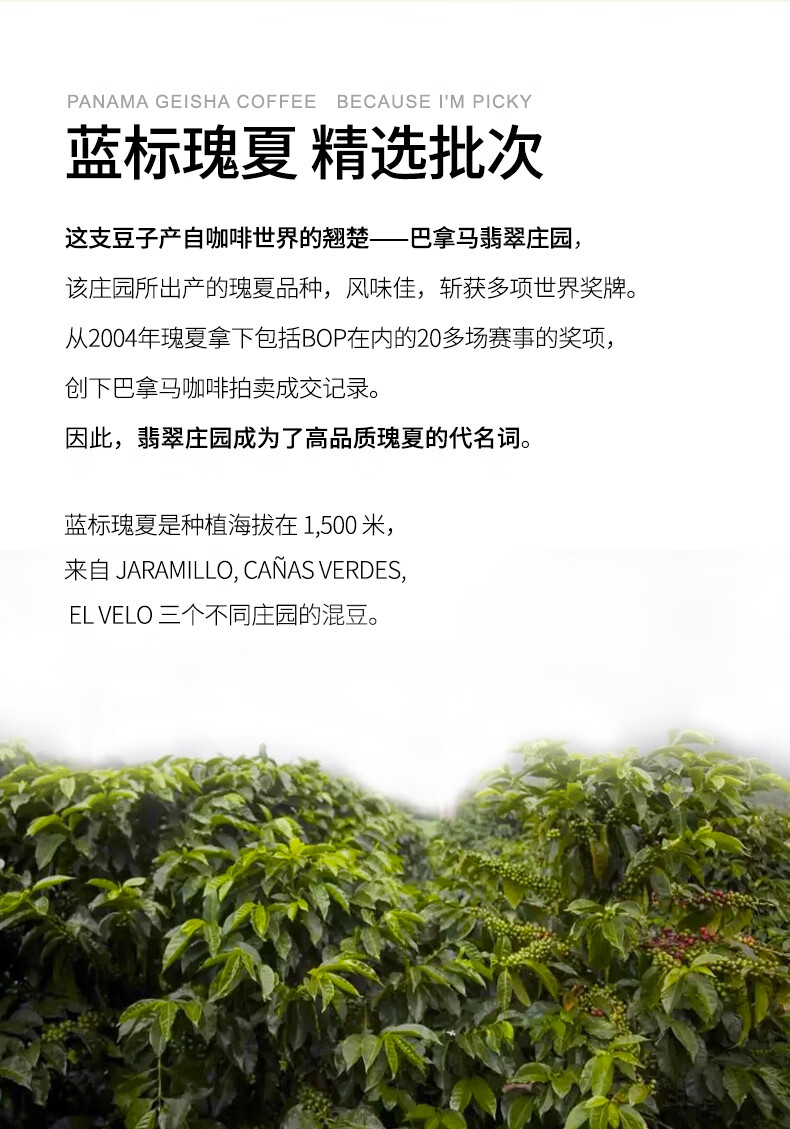 五折巴拿马翡翠庄园蓝标瑰夏咖啡豆新鲜手冲单品可代磨粉100g100g轻度