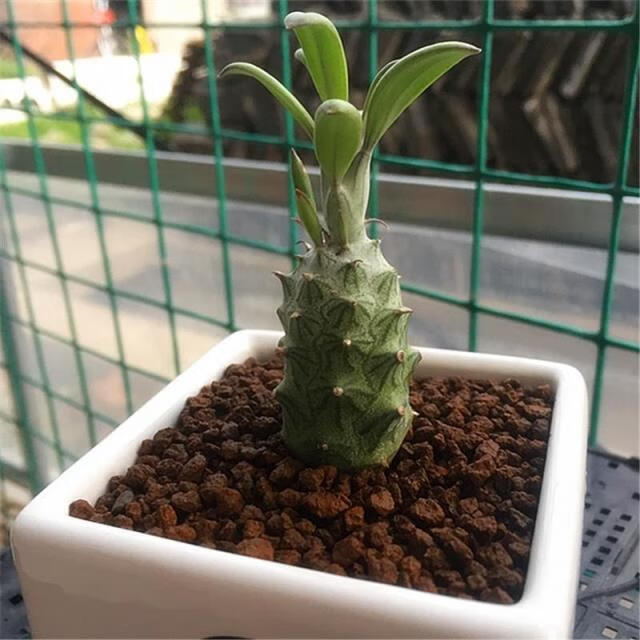 铁甲麒麟峨眉山老桩群生小苗小菠萝多肉植物大戟科 铁甲麒麟中号高11