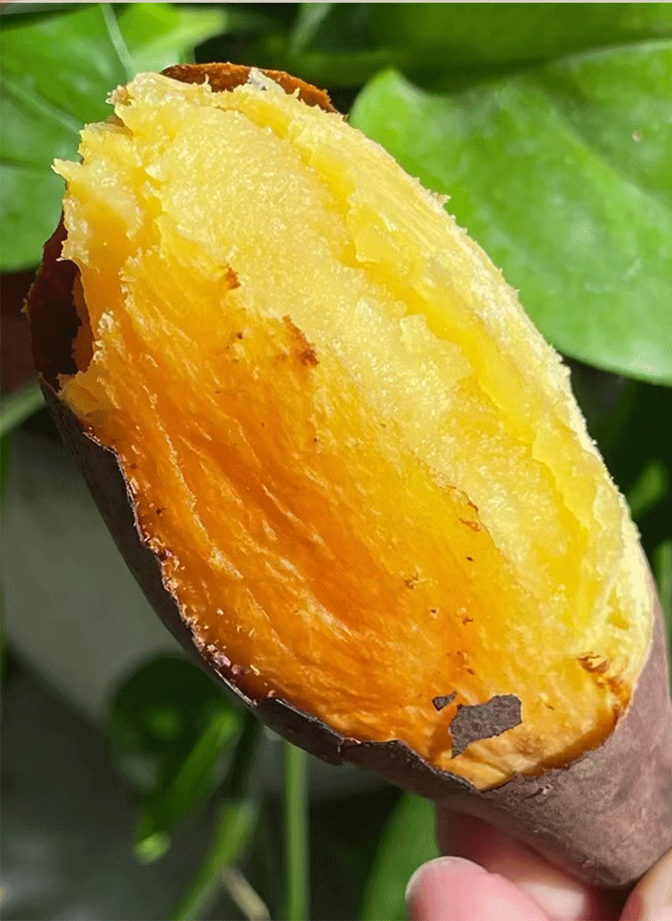 海南桥头沙地富硒薯红薯香薯蜂蜜桥头地瓜一件 9斤中果礼盒装【单果3