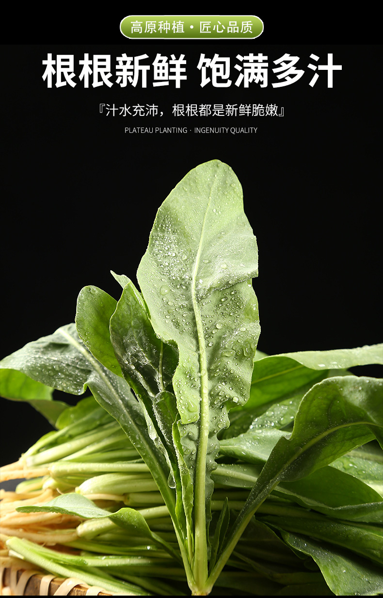 qefh【新鲜蔬菜板蓝根1斤装】新鲜蔬菜带根板蓝根叶云南当季时令蔬菜