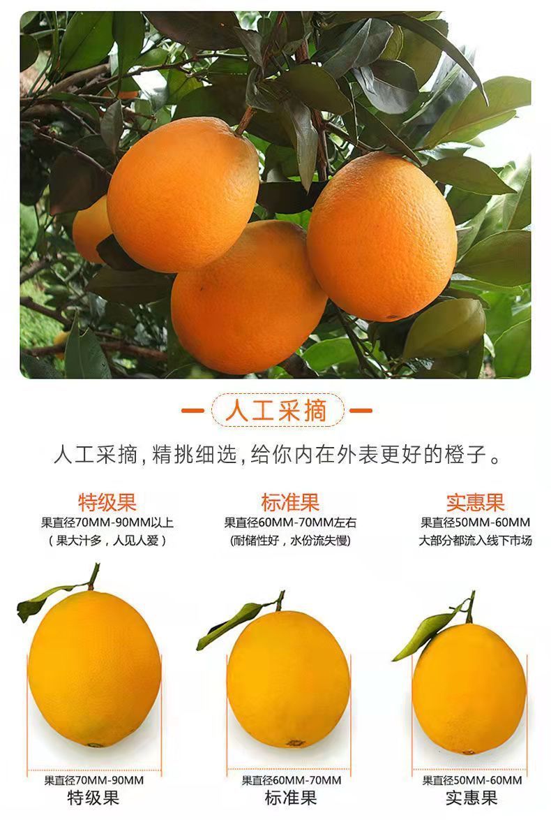 年货精选湖北秭归脐橙新鲜橙子10斤水果当季农家应季整箱手剥橙十年老