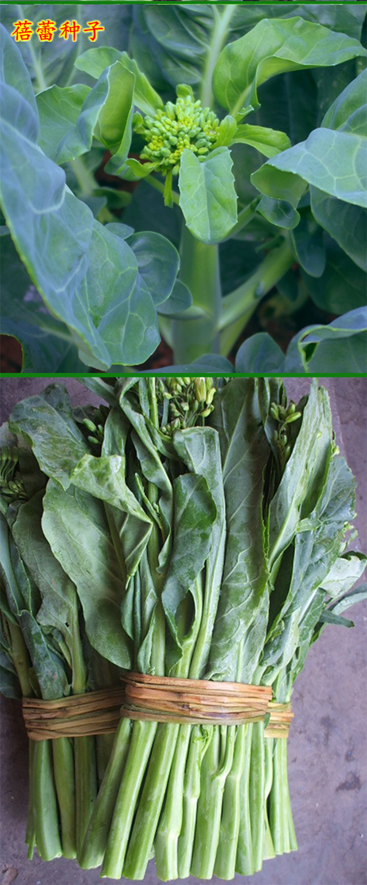 芥兰菜种子大全油嫩黄花迟芥蓝种籽芥蓝菜大田盆栽秋冬季蔬菜种孑盈科