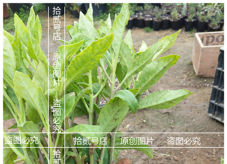 七抒花姬 明月草苗/盆栽 金雞毛草仙草白鳳菜白背三七降糖草菜 明月草