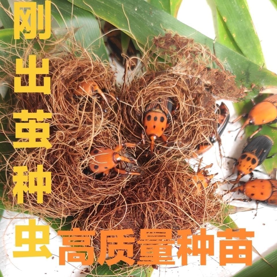 鳥用活體飼料 皇竹蟲竹筍蟲竹象蟲活體成蟲種苗種蟲 100個種苗【圖片