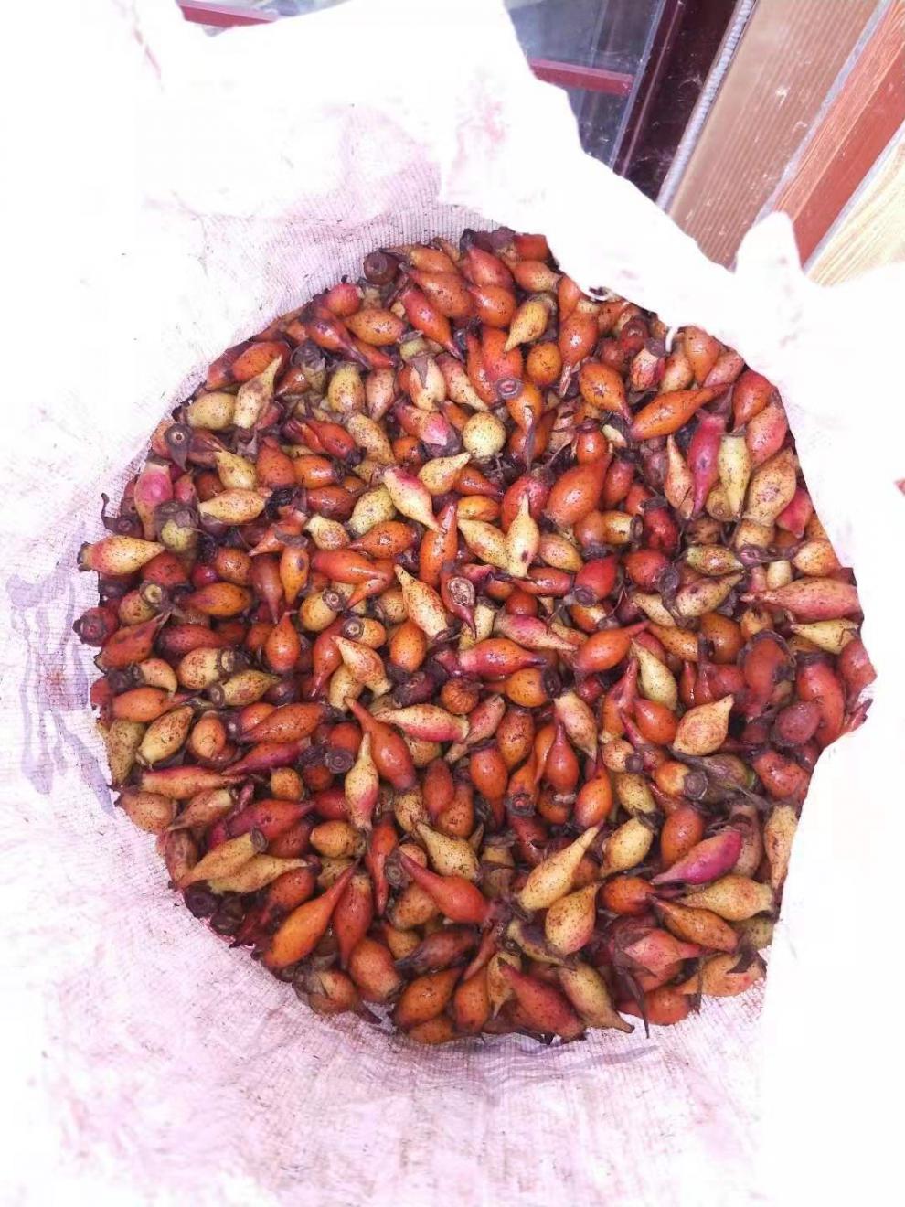 新鲜红金樱子野生新鲜泡酒批发斤装金英子果中药材全国5斤干的