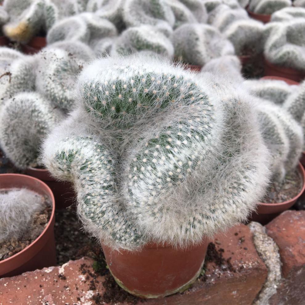 稀有仙人掌老乐柱白星仙人球芳香丸缀化白毛不扎手多肉 老乐柱三头10