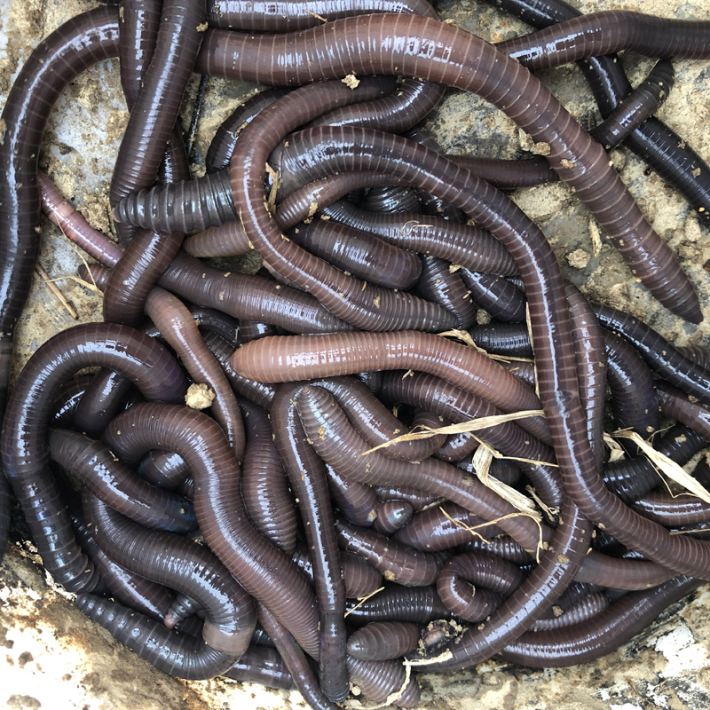 枫岚情蚯蚓活饵蚯蚓活体黑蚯蚓活饵大蚯蚓宠物饲料青活蚯蚓串钩活体